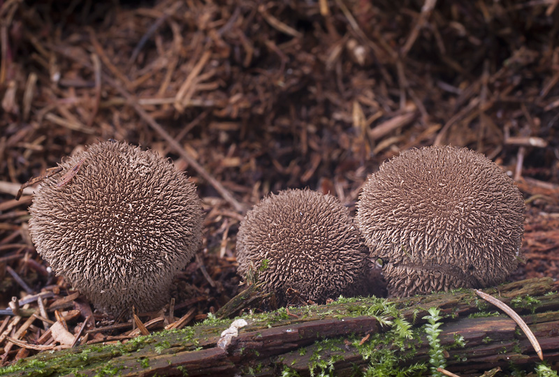 Lycoperdon umbrinum